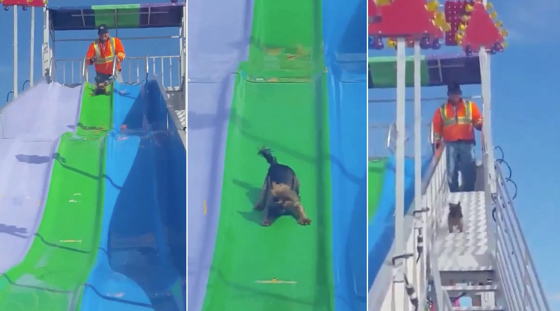 dog-1505792470394-1505792474797.jpg