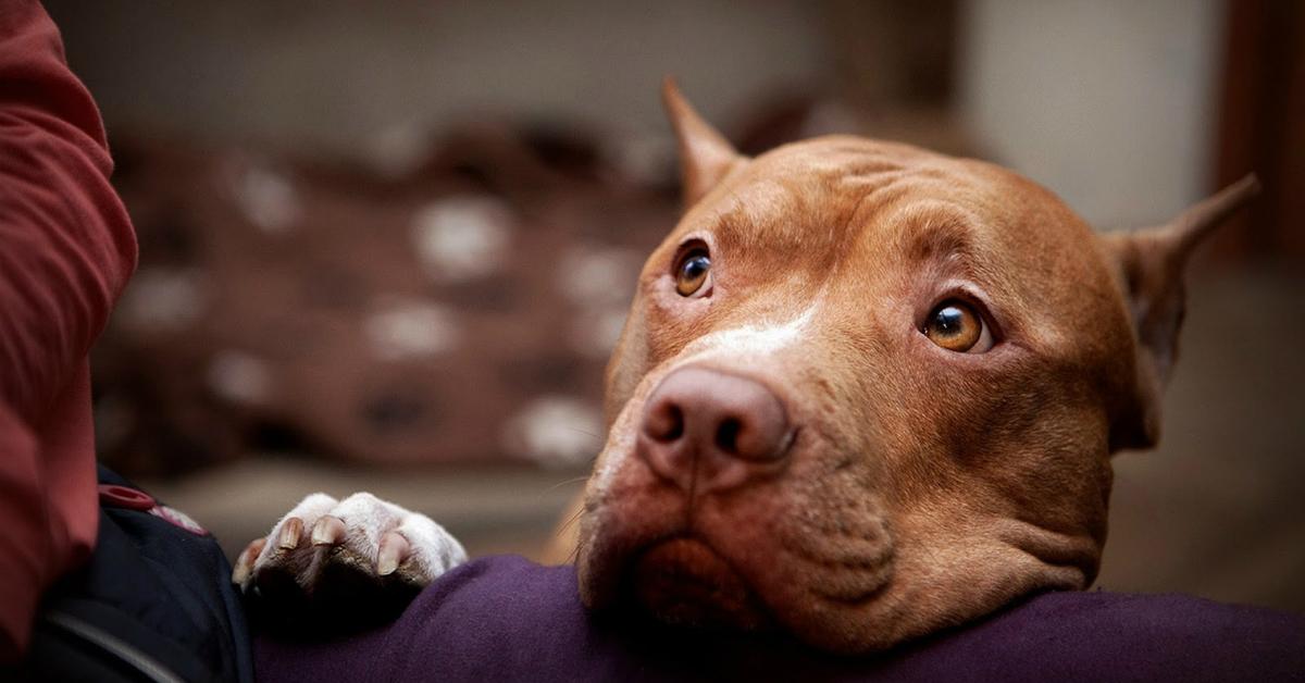 red nose pitbull puppies wallpaper