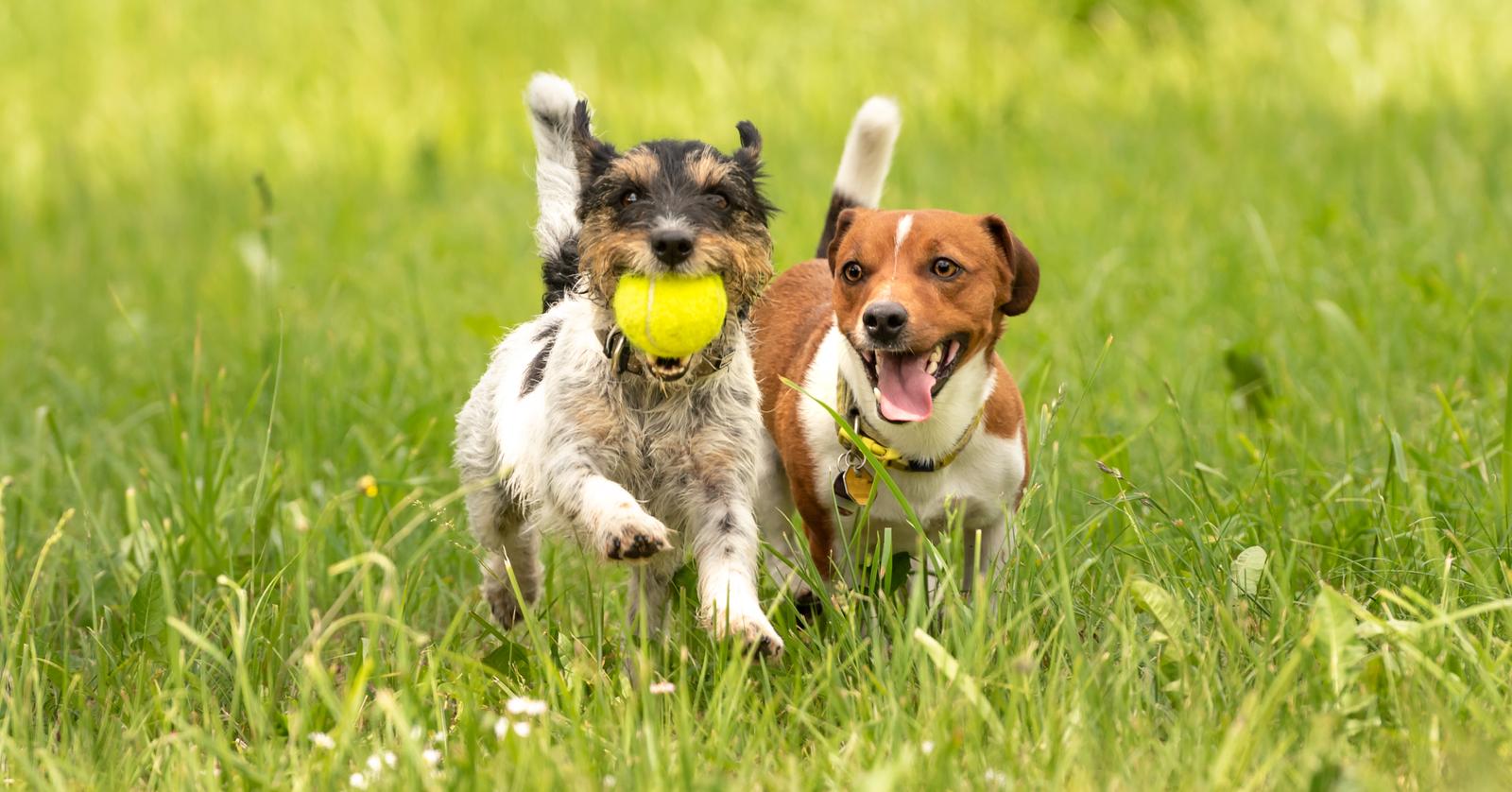Dog Lies to Another Dog in the Park to Reclaim His Favorite Toy