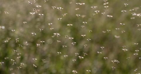 swarm of flying mosquitoes picture id