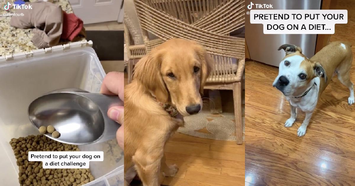 Pranksters Are Pretending to Put Their Dogs on a Diet in Hilarious Trend