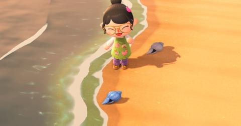 summer shells animal crossing