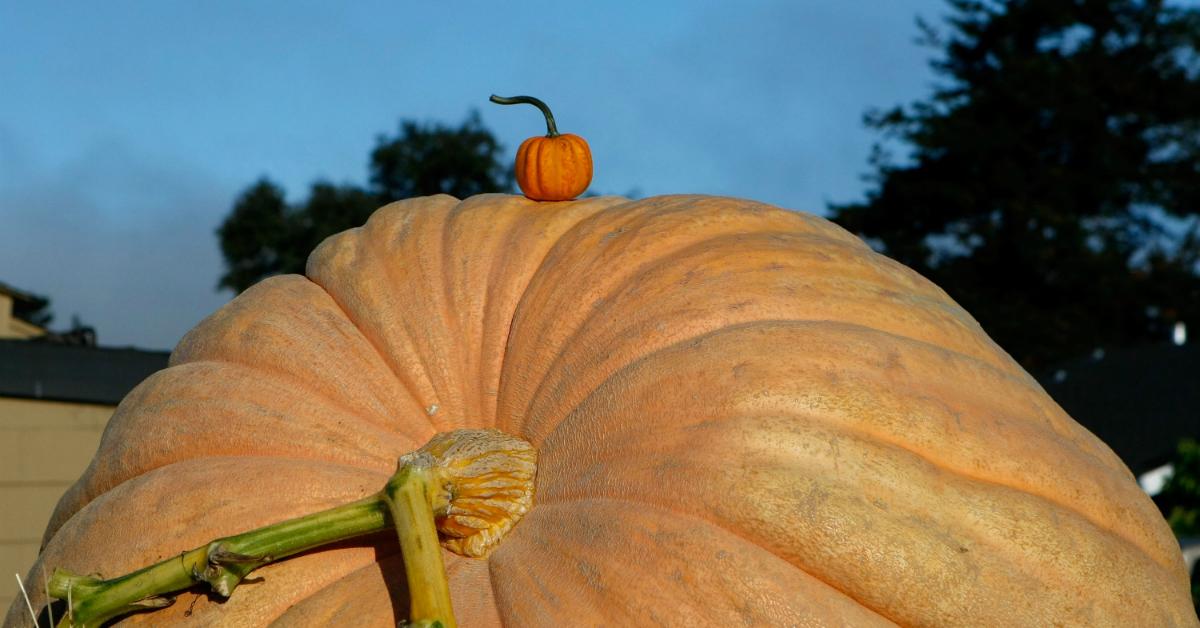 giantpumpkin