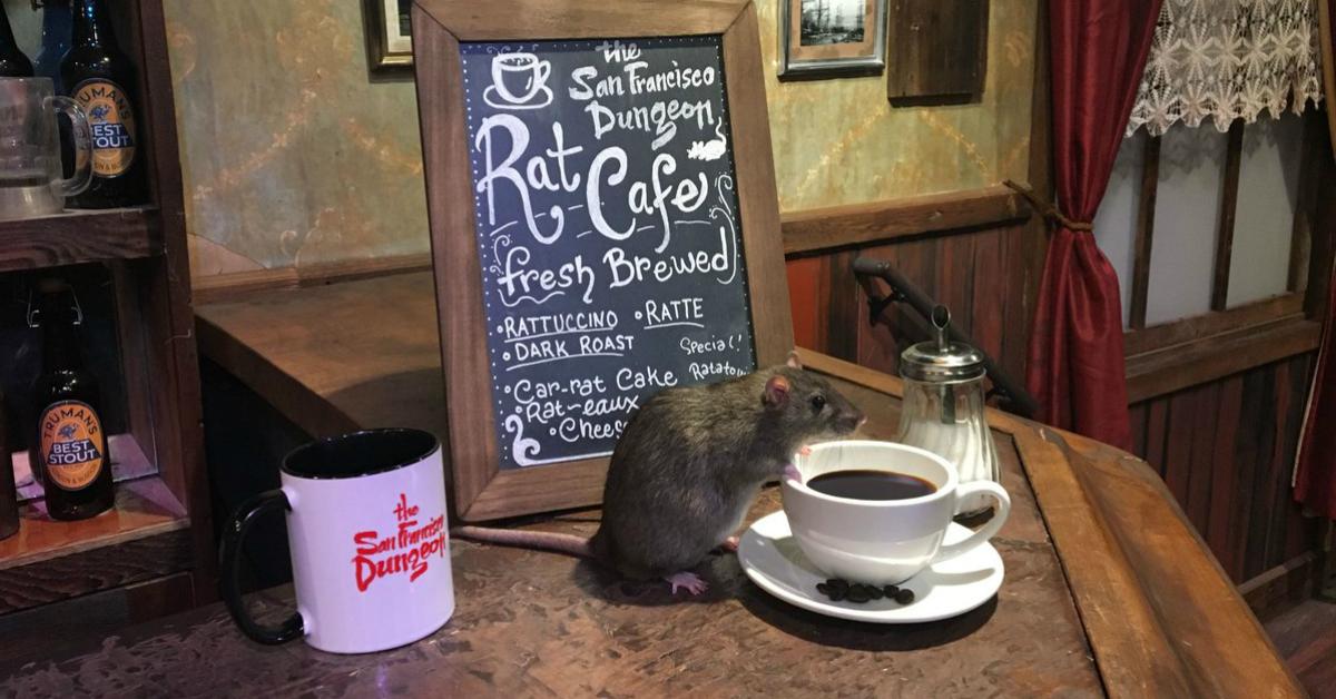 cover-rat-cafe-1495460267528.jpg
