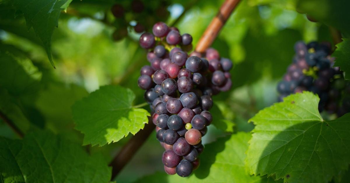 grapes