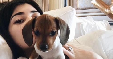 Kylie Jenner and dog