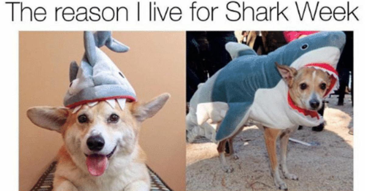 sharkweekmeme