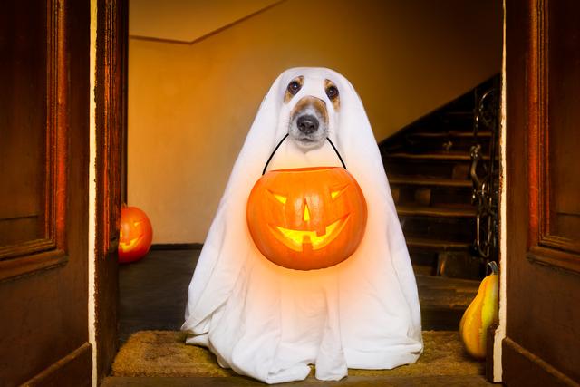 Funny Halloween Jokes That'll Get a Laugh This Season