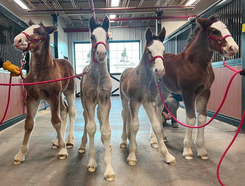 baby clydesdales busch