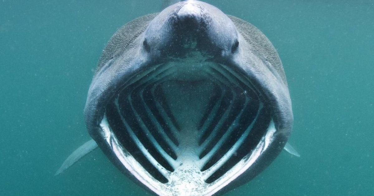 A basking shark feeding on plankton.