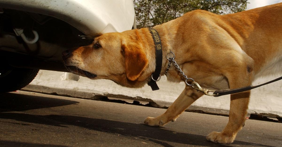 Image of explosive device detection dog