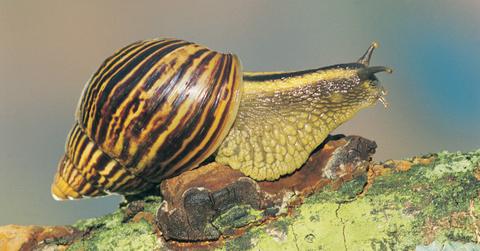 What is Snail Trend TikTok