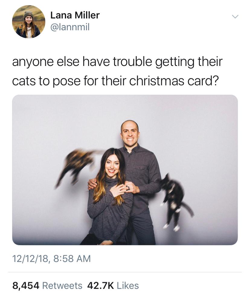 cat christmas disaster