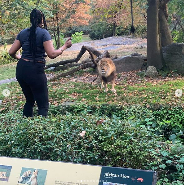 bronx zoo lion