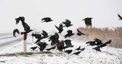 a flock of crows