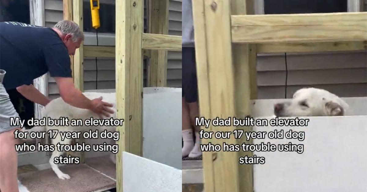 An homemade elevator for an elderly dog