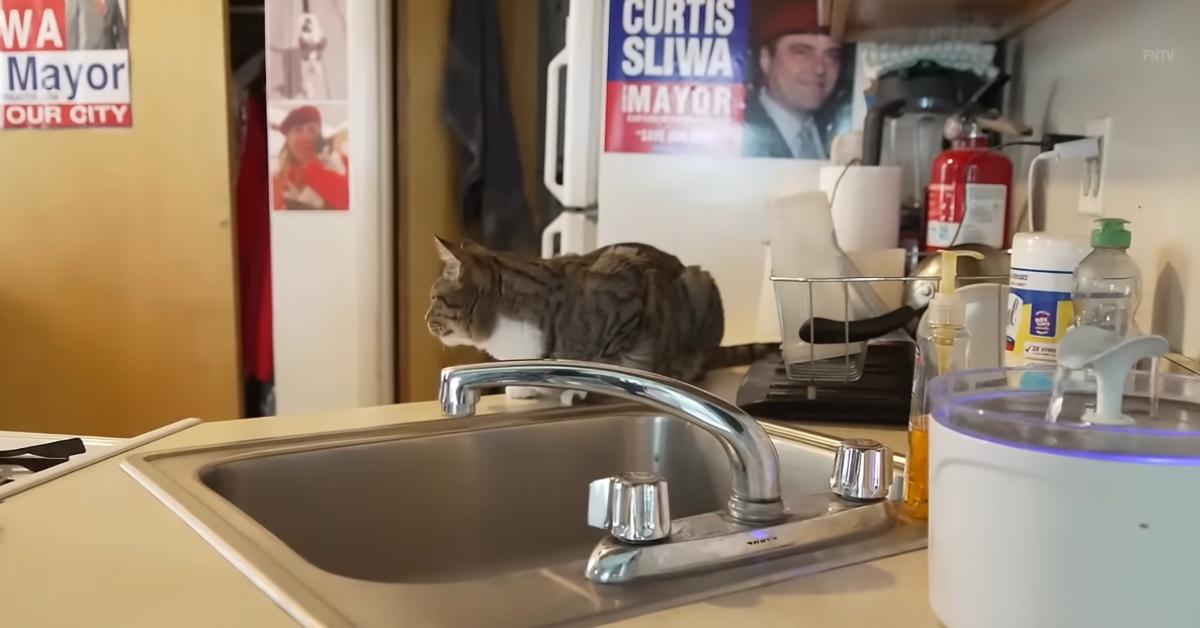 A cat sits in the kitchen of Curtis Sliwa's apartment
