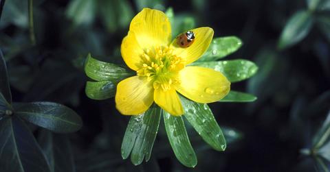 A ladybug on a yellow flower.