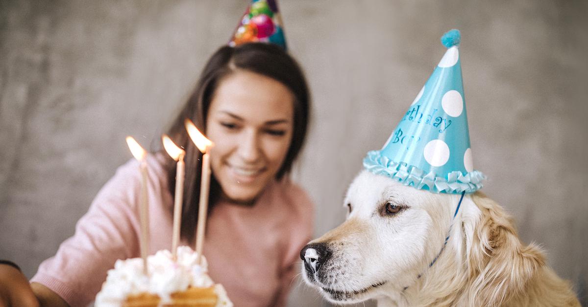 Happy Dog Mom Day! Memes to Celebrate the Best Day of the Year