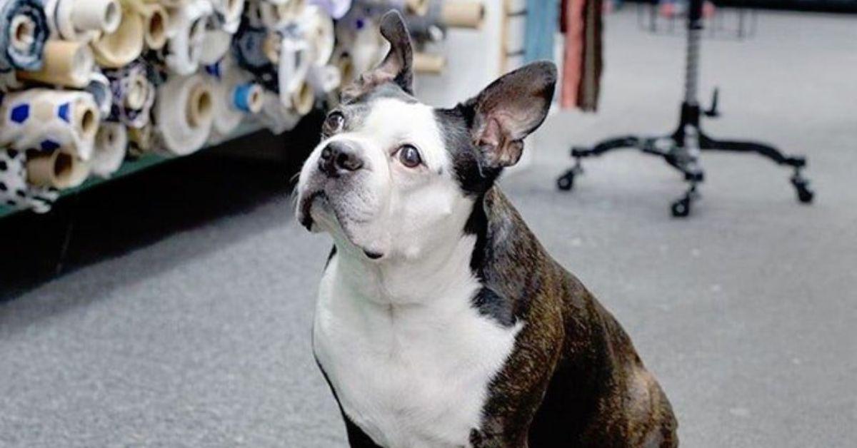 What Happened to Swatch From ‘Project Runway’?