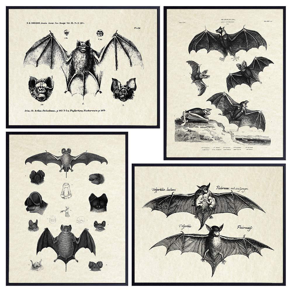 Wall art with anatomical break downs of bats