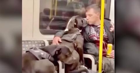 Marshall and Millions with their owner on the subway.