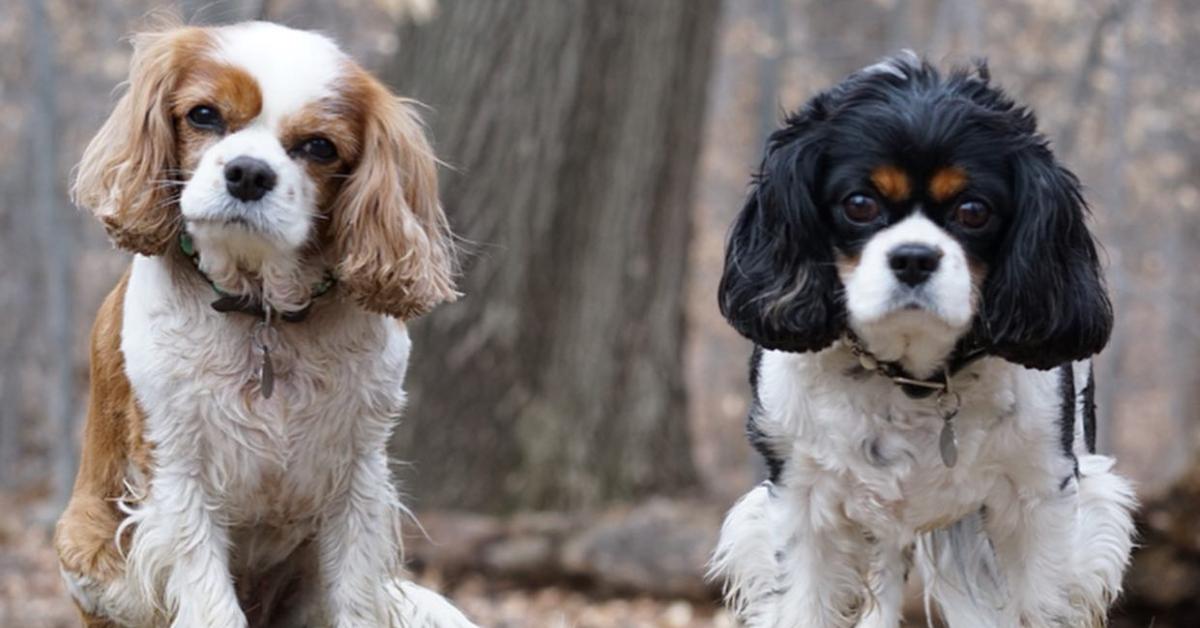 Julianne Hough's dogs, Lexi and Harley, who passed away in 2019.