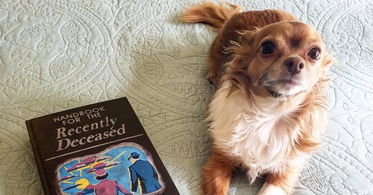 A dog sits on a bed next to a book