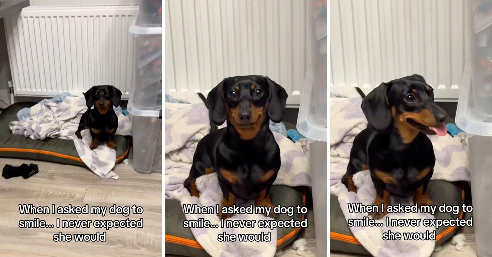 tiktok smiling dachshund