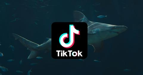 TikTok logo overlaid on top of an image of a shark