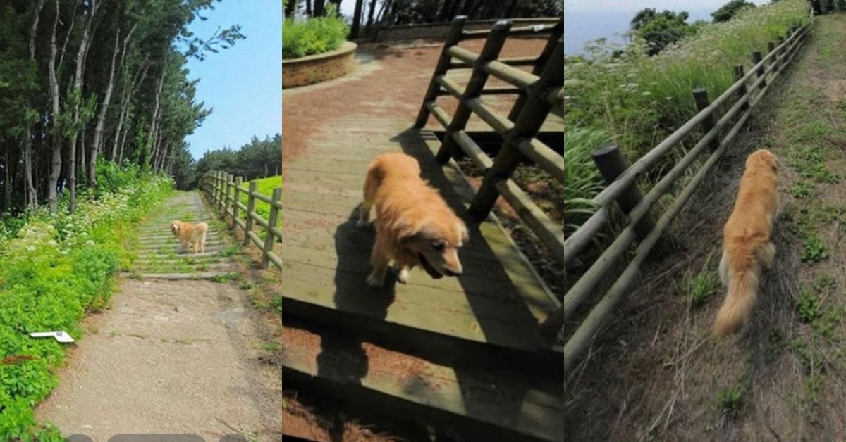 Golden Retriever Appears in Over 1,000 Google Snap Photos