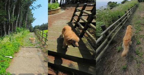 Golden Retriever Appears in Over 1,000 Google Snap Photos
