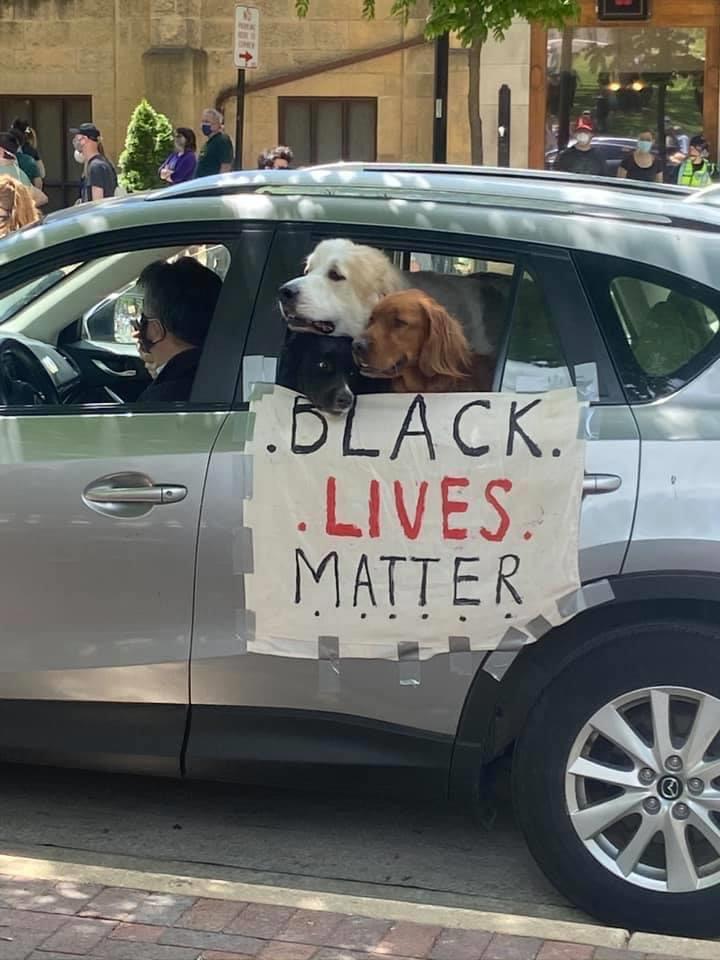 protest dog