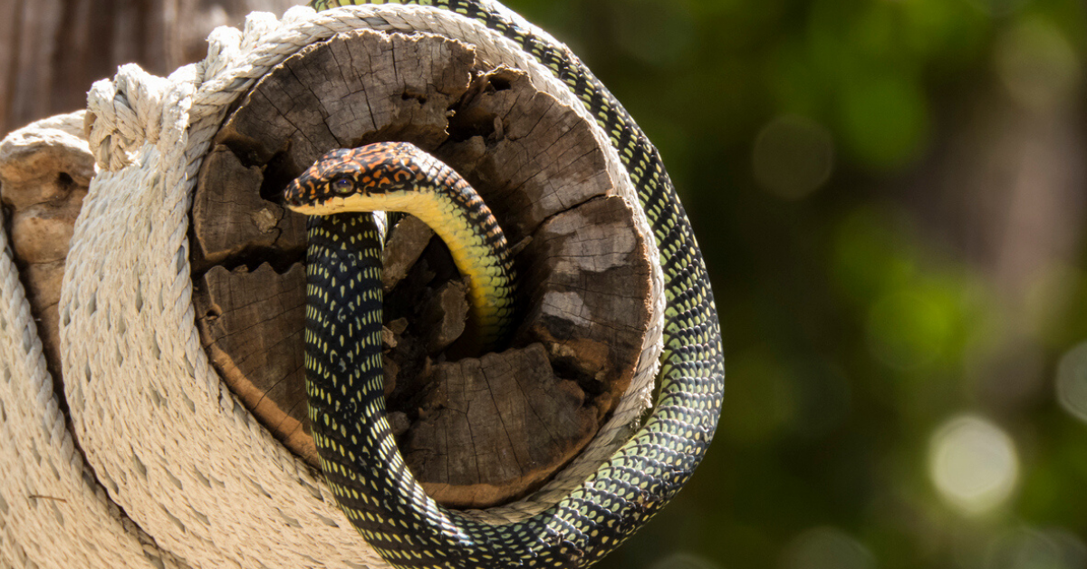 How Snakes Can Fly