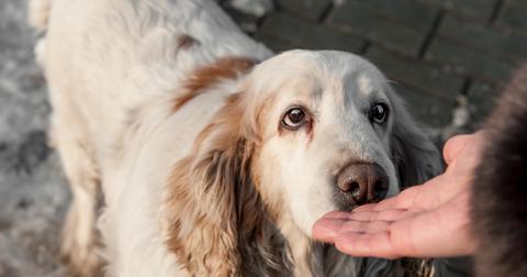 large-white-dog-with-brown-spots-sniffing-the-persons-hand-picture-id669772296-1561485798071.jpg