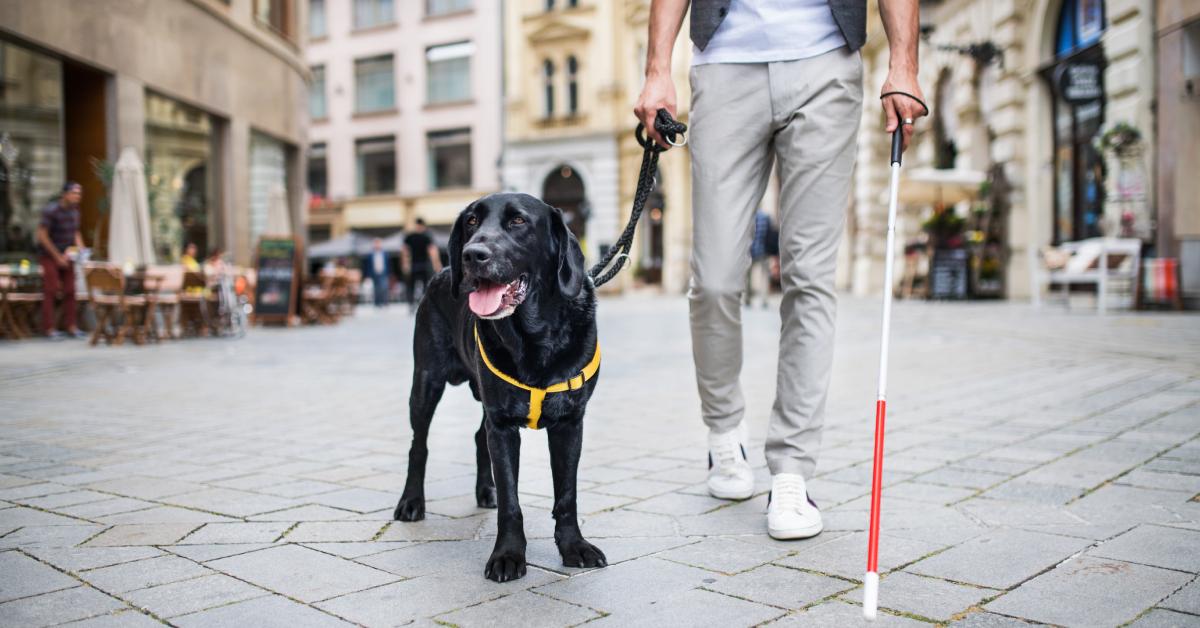 A young blind man with a white cane and a black lab service dog.