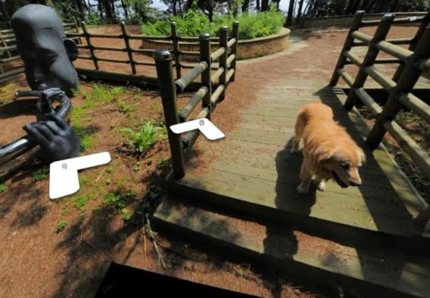 golden retriever google street view image