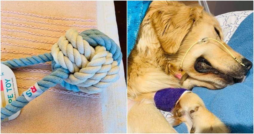 are-rope-toys-dangerous-for-dogs