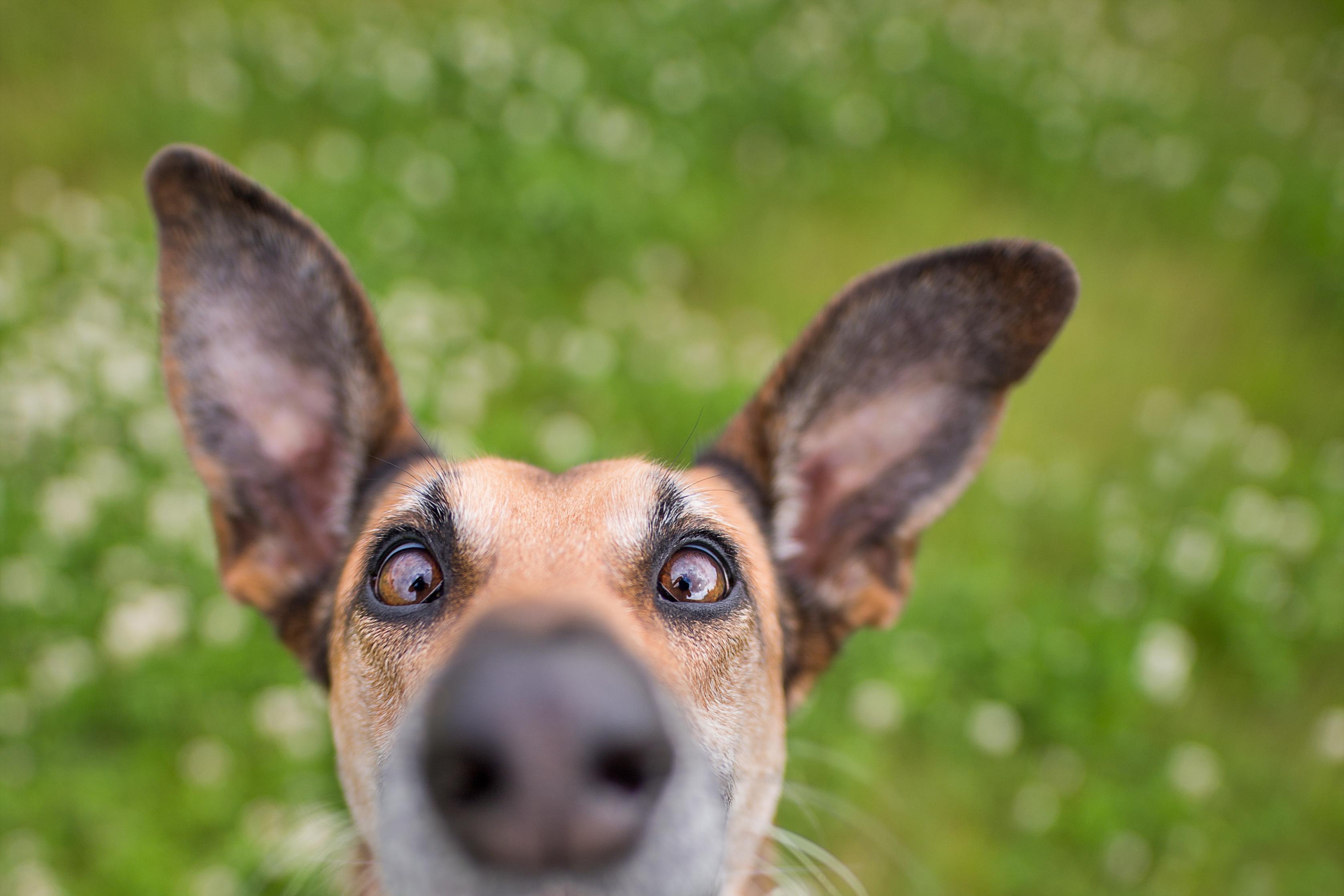 elke vogelsang_im down here human_