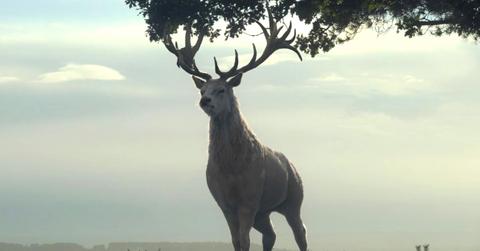 The White Hart in 'House of the Dragon.'