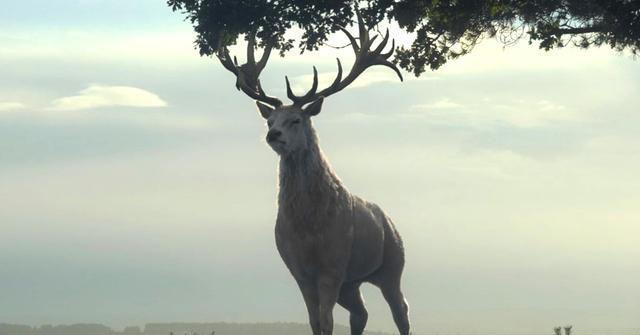 The White Hart in 'House of the Dragon.'