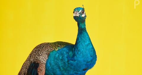 nbcpeacock-1579309147035.jpeg