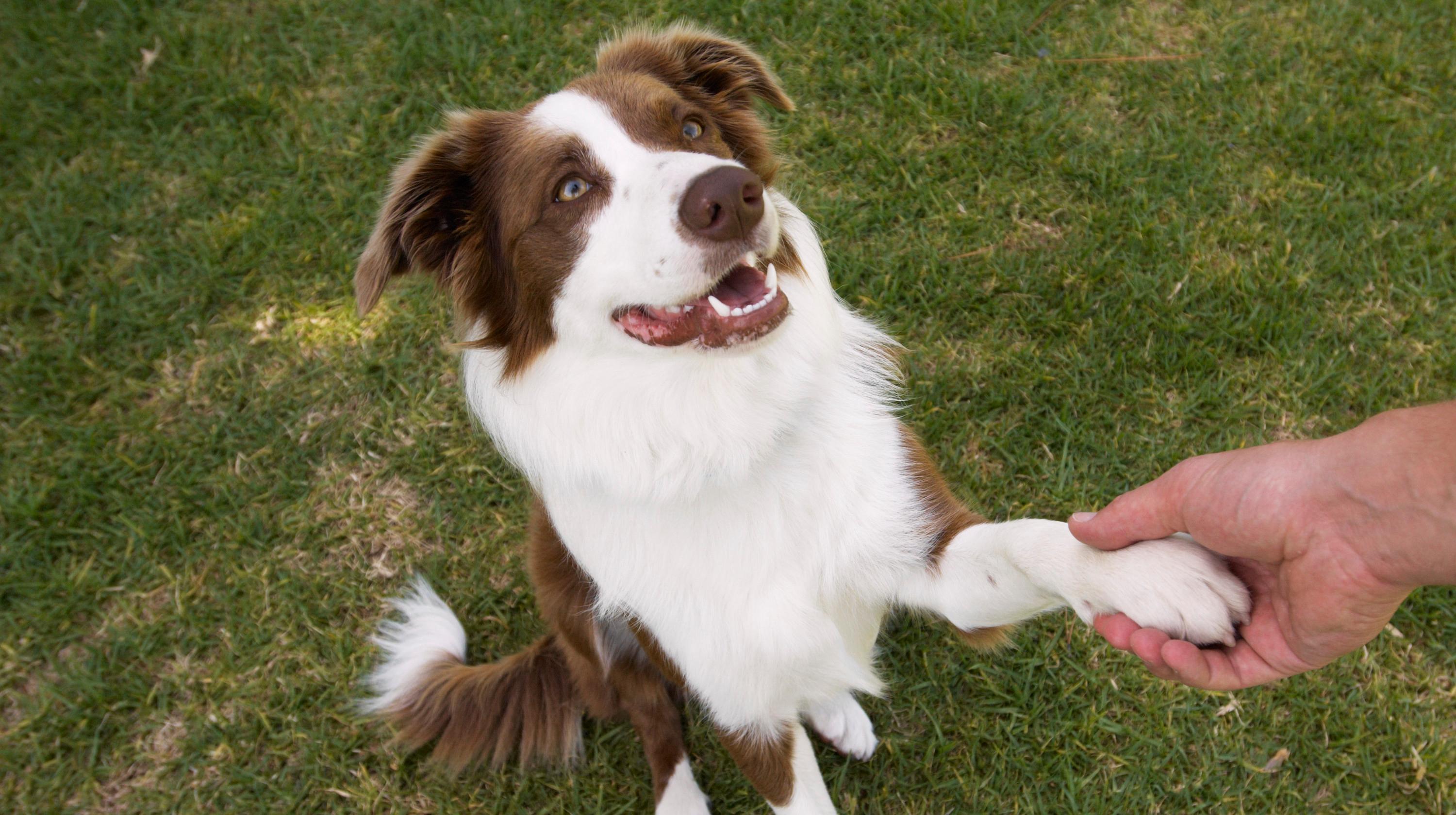 dog shaking hand