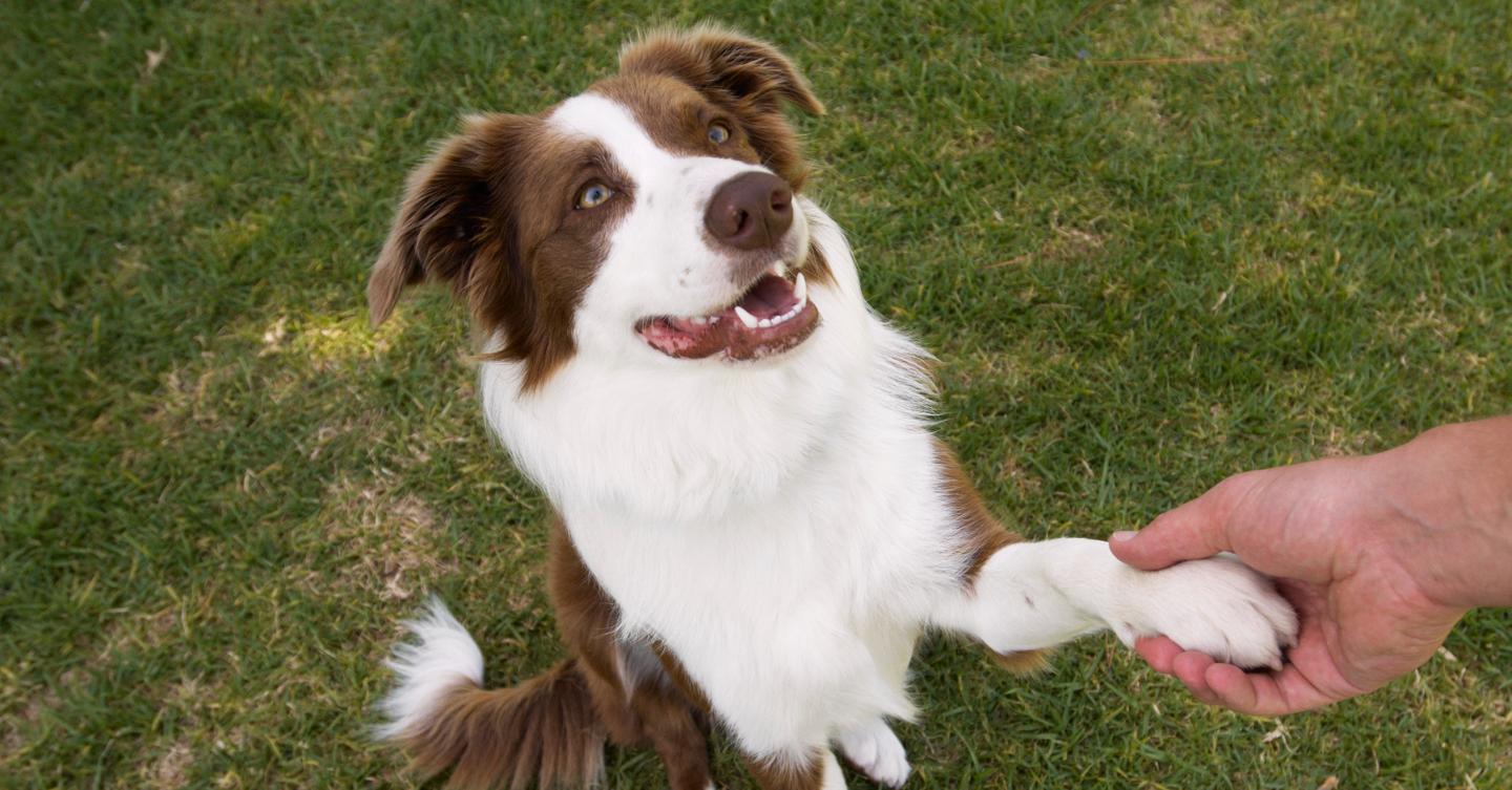 What Is a Dog's Favorite Color? They See Colors Differently Than We Do