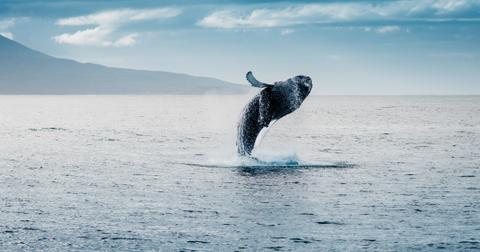 5-whale-1557762931960.jpg