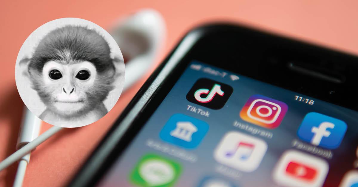 The Monkey PFP on TikTok Is Something You Want to Avoid at ...