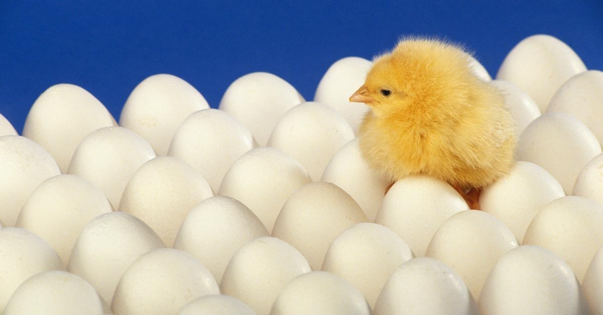 A baby chick on top of a set of eggs