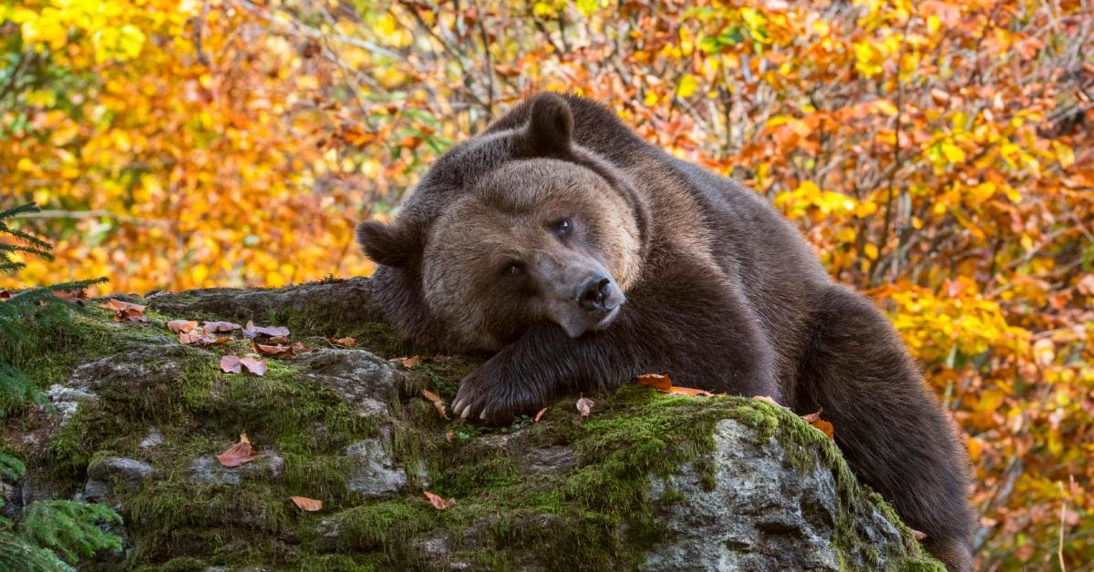 A brown bear lounging