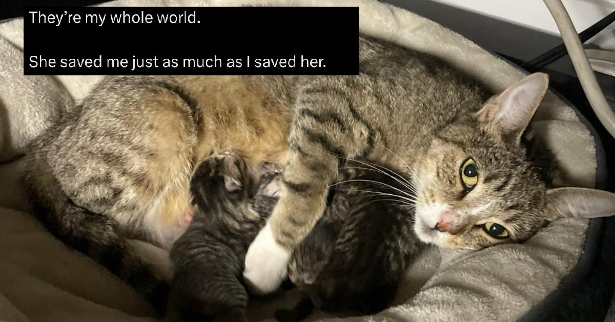 Man Raises Cat, and All of the Kittens She Had Too