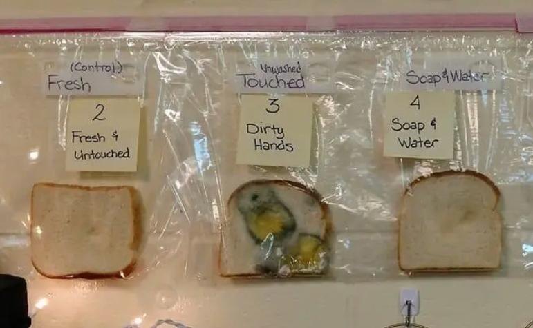 Bread mold experiment teaches the importance of handwashing